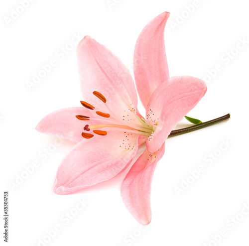 Pink lily © Es75