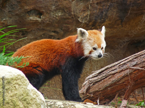Red Panda at Taronga Zoo, Sydney Australia