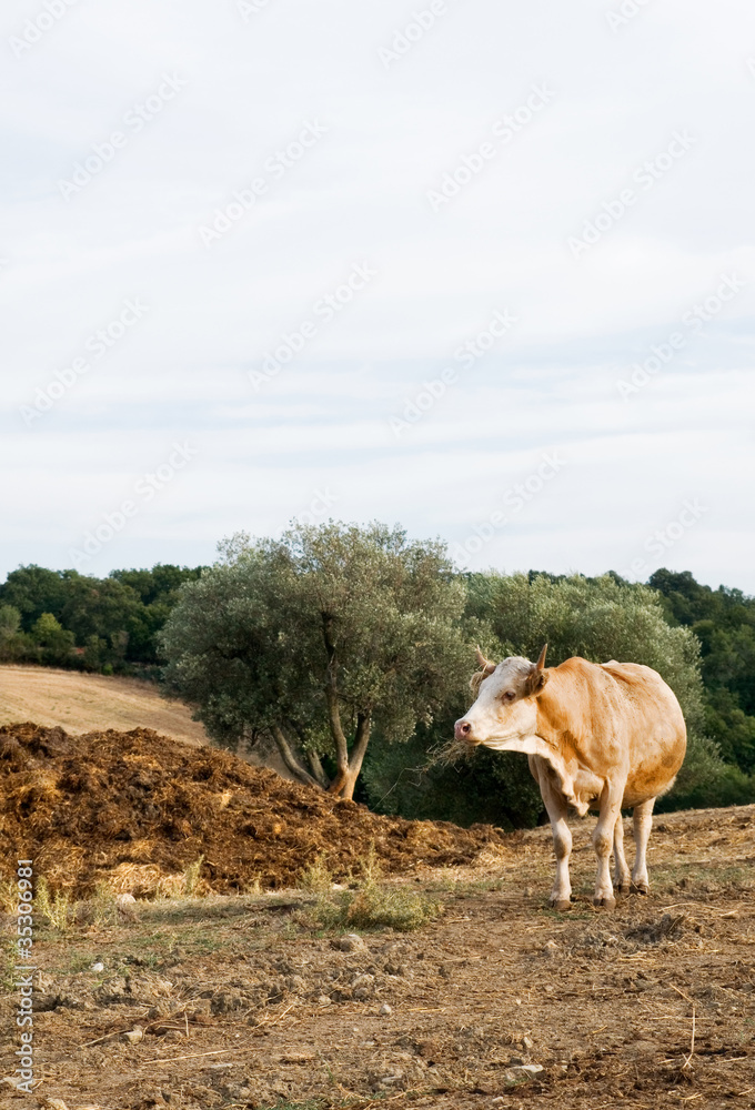 vacca al pascolo