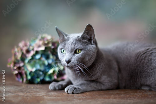 Fototapeta Naklejka Na Ścianę i Meble -  Russisch Blau