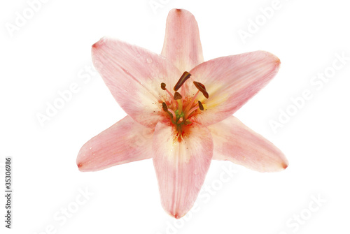 pink lily on white