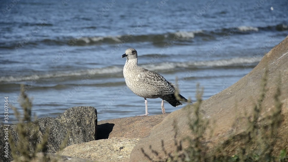Seagull standing on a rock near the sea, the camera is static Seagull standing on a rock near the sea, the camera is static