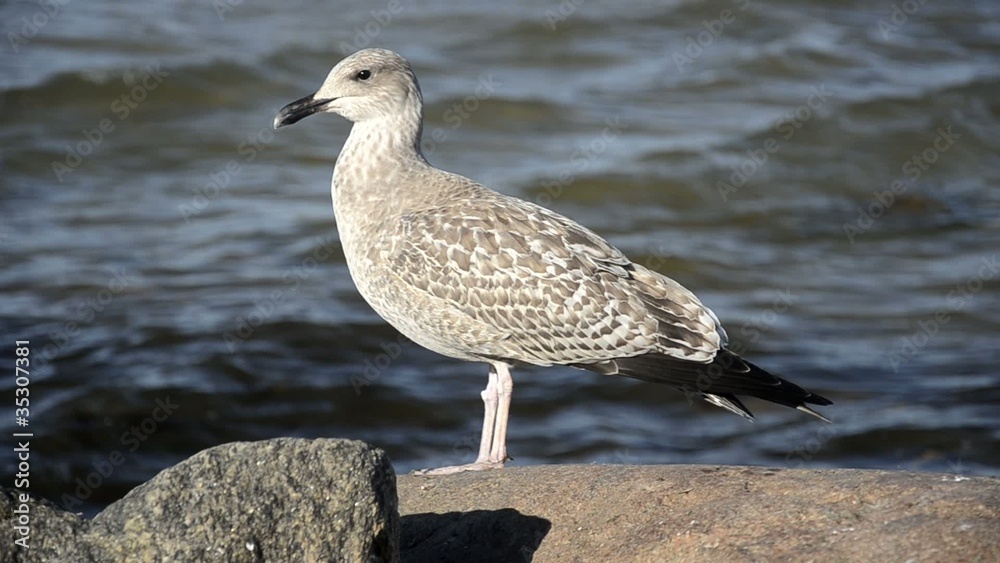 Seagull standing on a rock near the sea, close up Seagull standing on a rock near the sea, close up