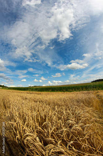 Weizenfeld