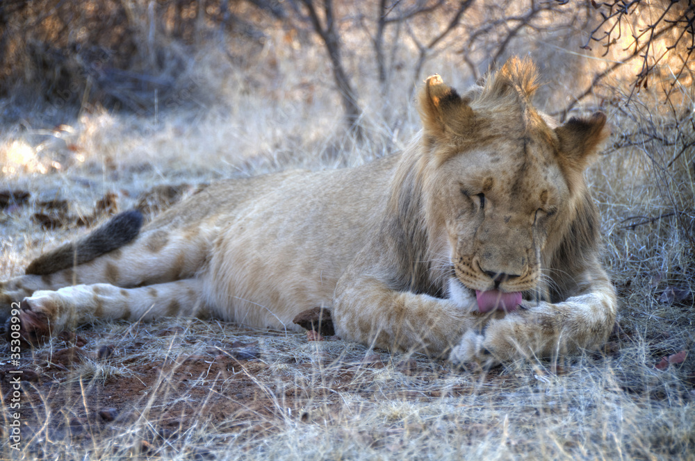 Fototapeta premium Lion in wildlife - Zimbabwe, Africa