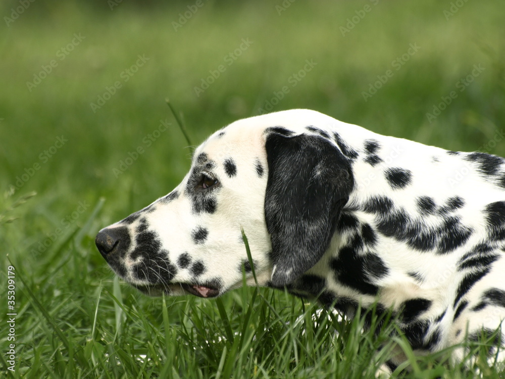 dalmata