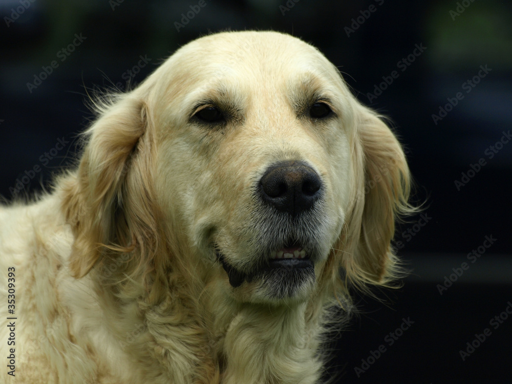 golden golden