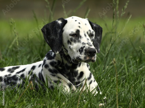 dalmata