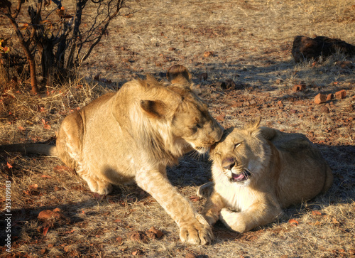 Fototapeta Naklejka Na Ścianę i Meble -  Amazing Lion in wildlife - Zimbabwe, Africa