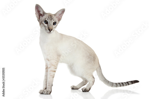 Fototapeta Naklejka Na Ścianę i Meble -  Oriental Blue-point siamese cat