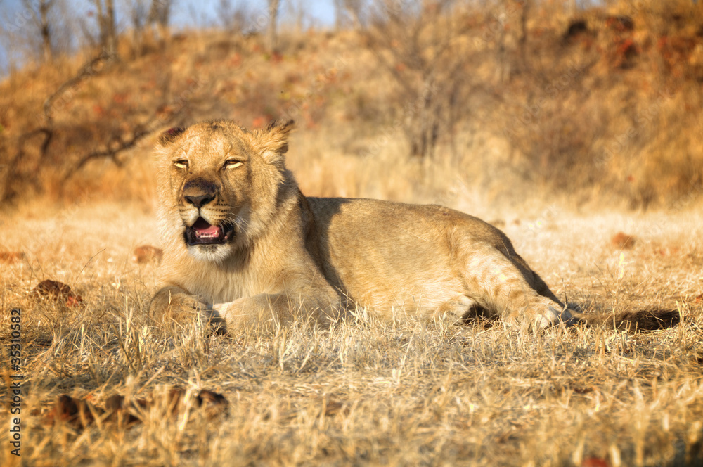 Fototapeta premium Amazing Lion in wildlife - Zimbabwe, Africa