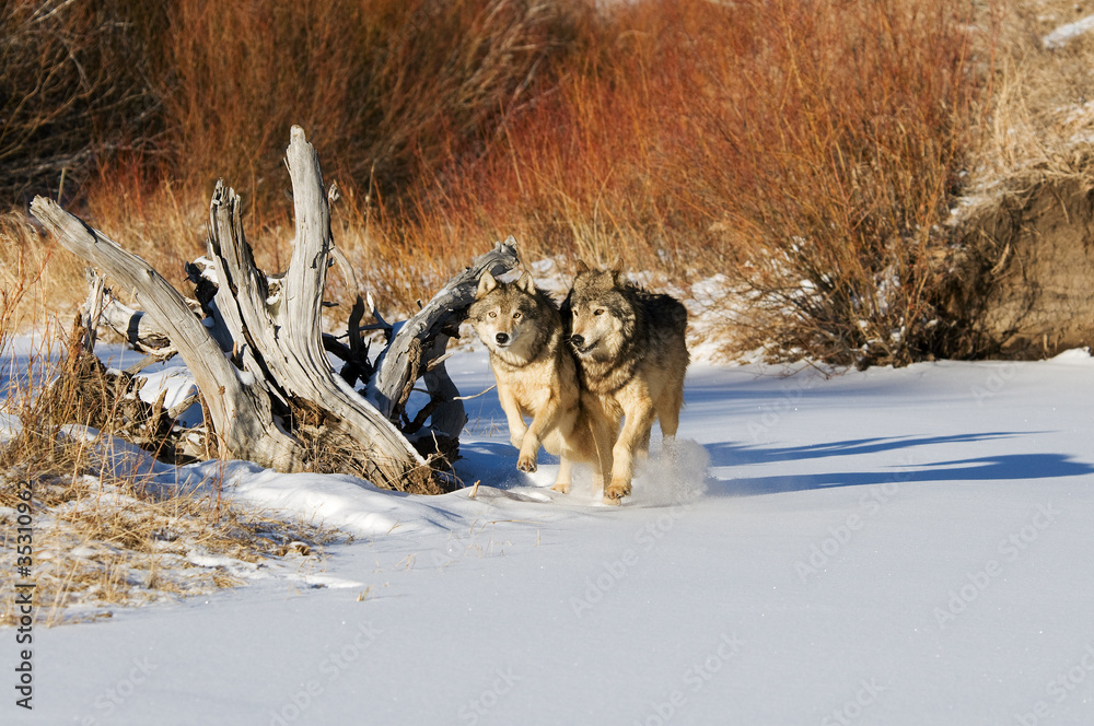 Naklejka premium Two Wolves Running