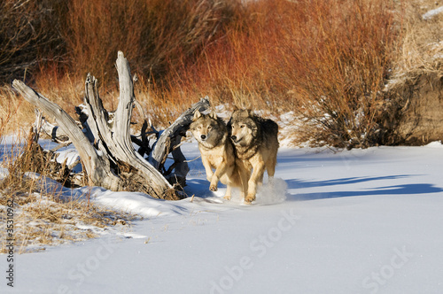 Two Wolves Running