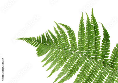 Green leaf of fern isolated on white