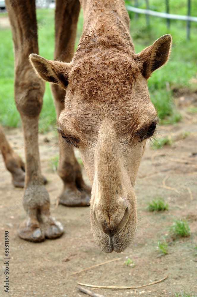 arabian camel