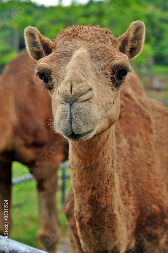 arabian camel