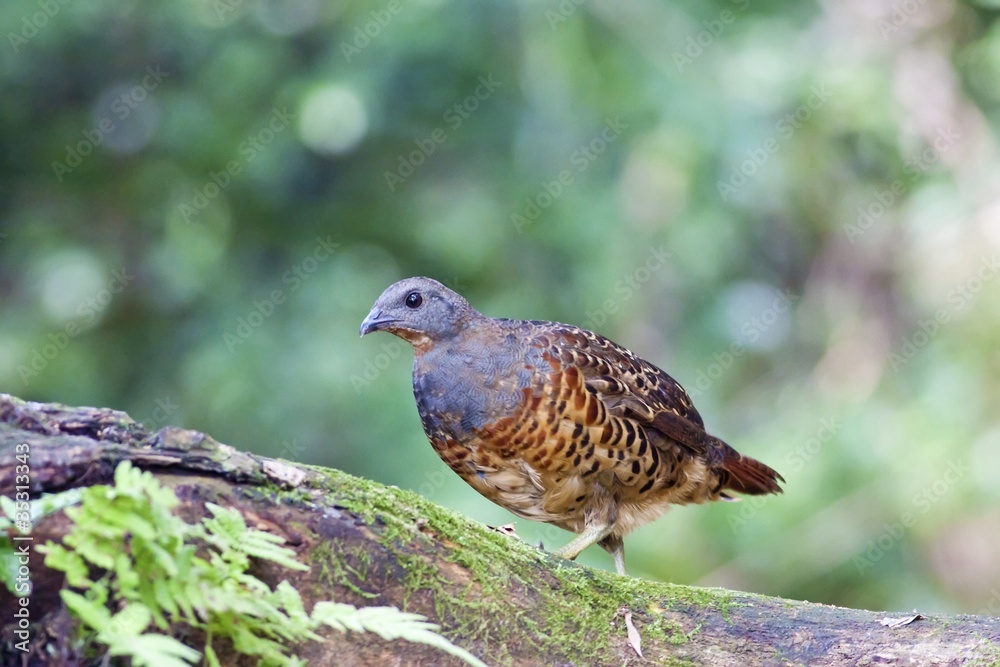 Chinese Bamboo Partridge Chinese Bamboo Partridge
