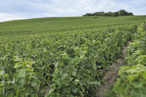 champagne hilly vineyard  2, epernay © hal_pand_108