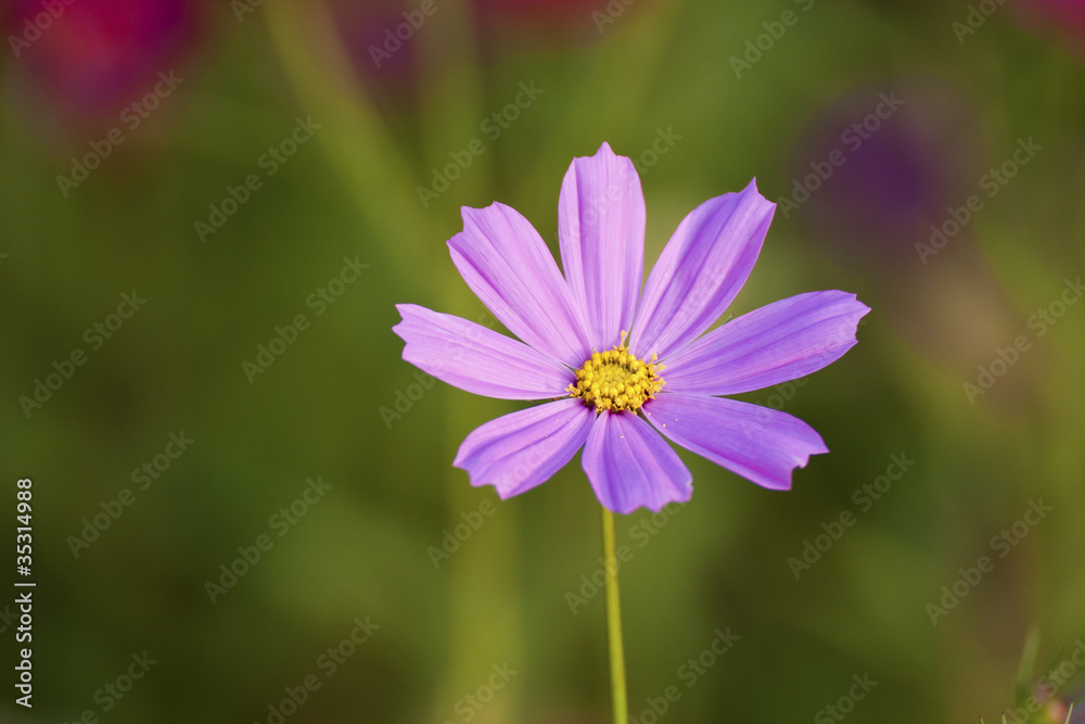 colorful flower colorful flower