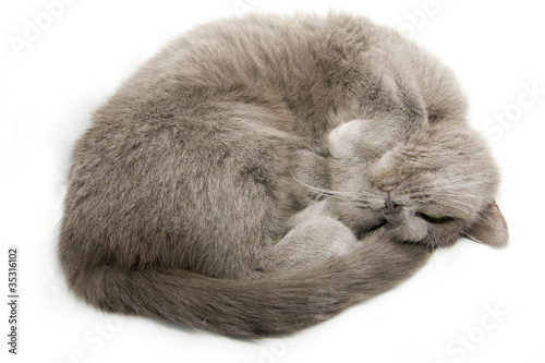 sleeping cat