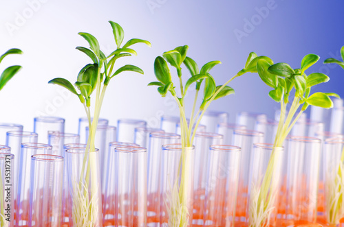 Lab experiment with green seedlings