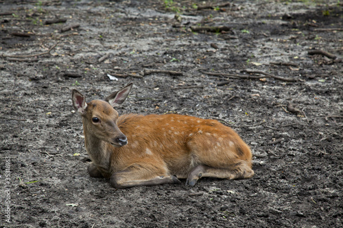 sad baby deer