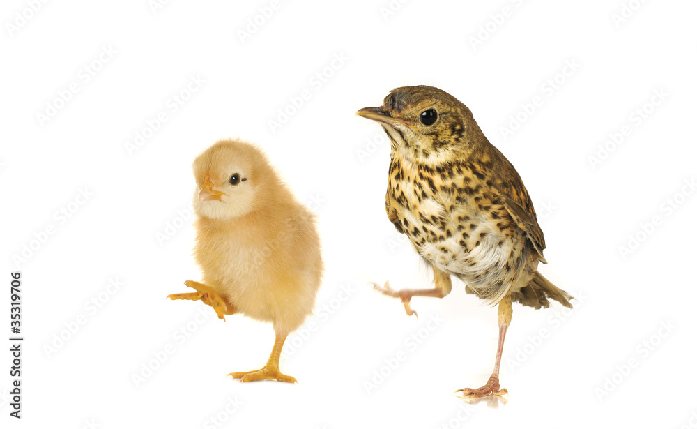 chick and  song thrush