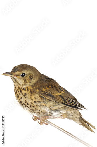 song thrush