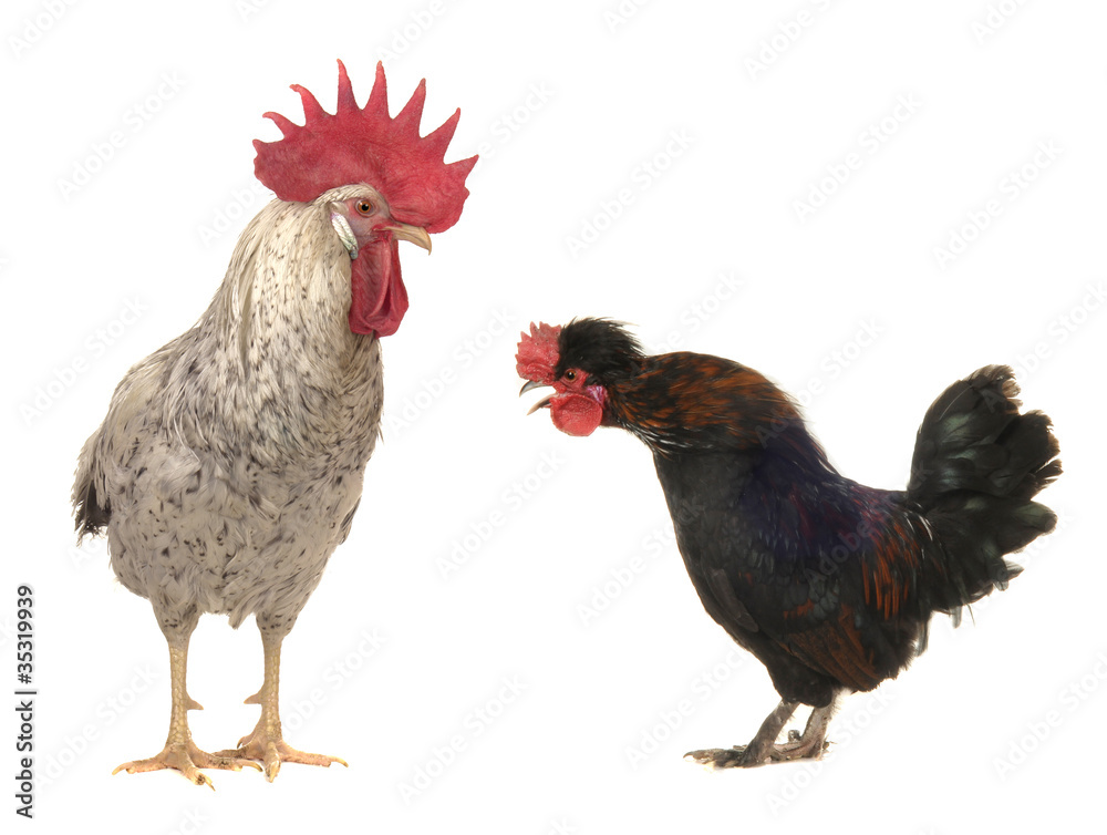 cocks cocks