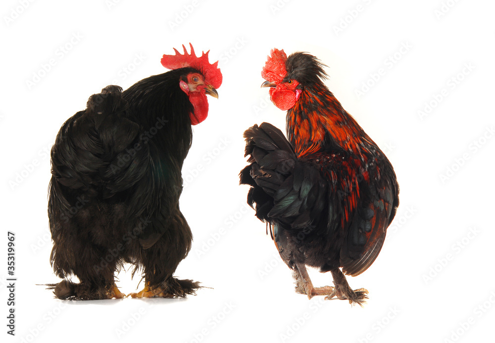 Fototapeta premium cocks