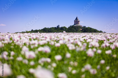 Castle Humprecht (Czech Republic) and poppy field