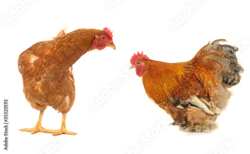 cock and brown hen