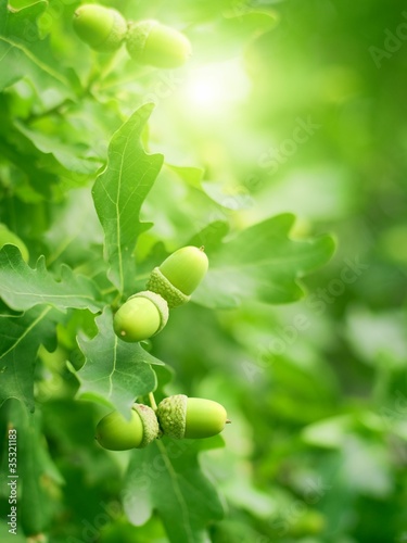 Green oak leaves and acorns