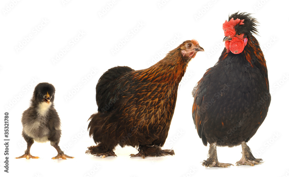 Fototapeta premium black cock