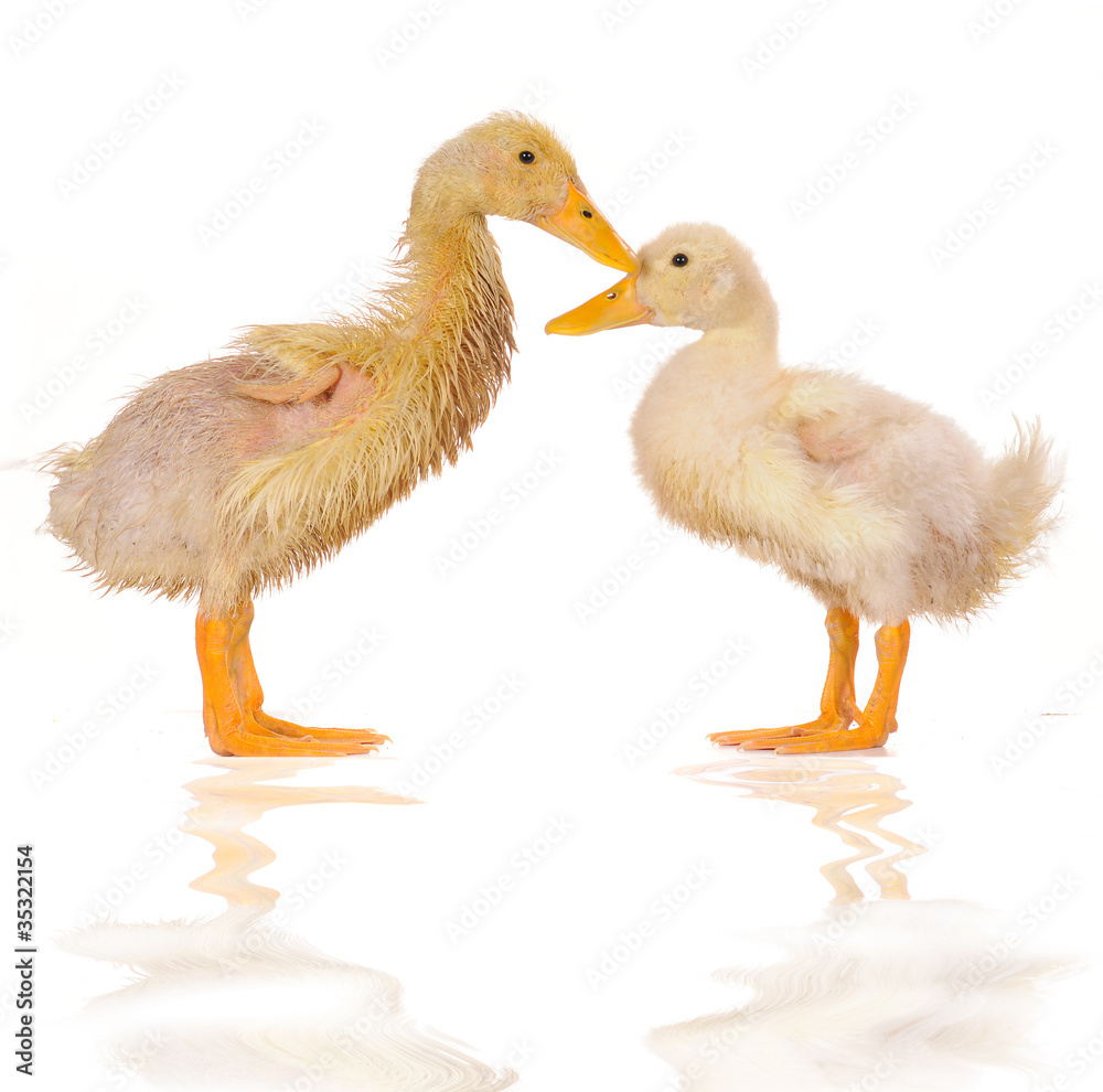 duck duck