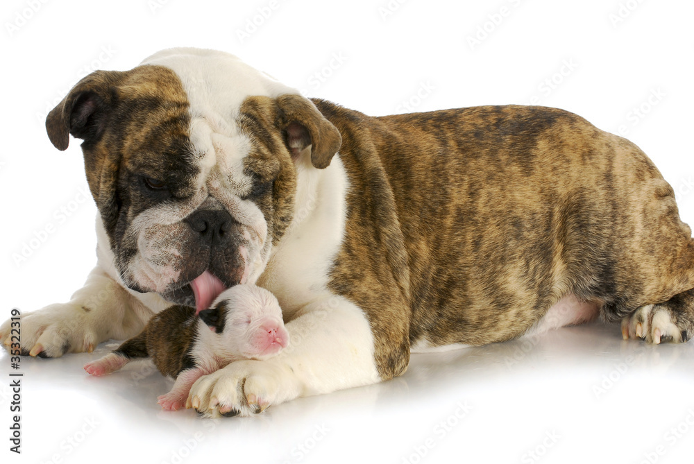 bulldog mother and puppy