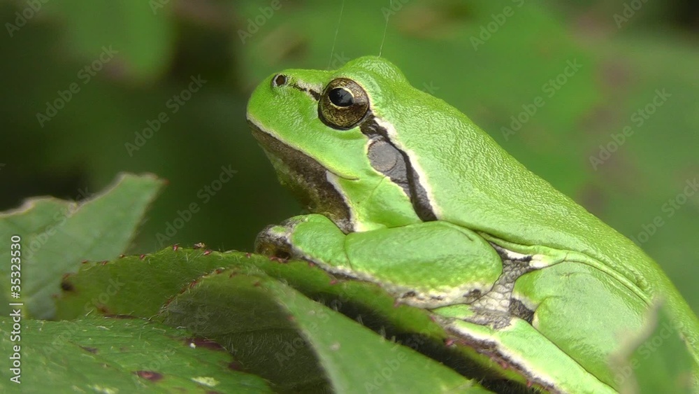 Europäische Laubfrosch - Hyla arborea - Makroaufnahme Europäische Laubfrosch - Hyla arborea - Makroaufnahme