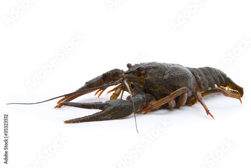 Astacus leptodactylus. Narrow-clawed crayfish on white backgroun