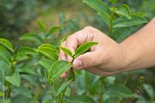 Wallpaper Mural Hand collecting a fresh tea leaf Torontodigital.ca