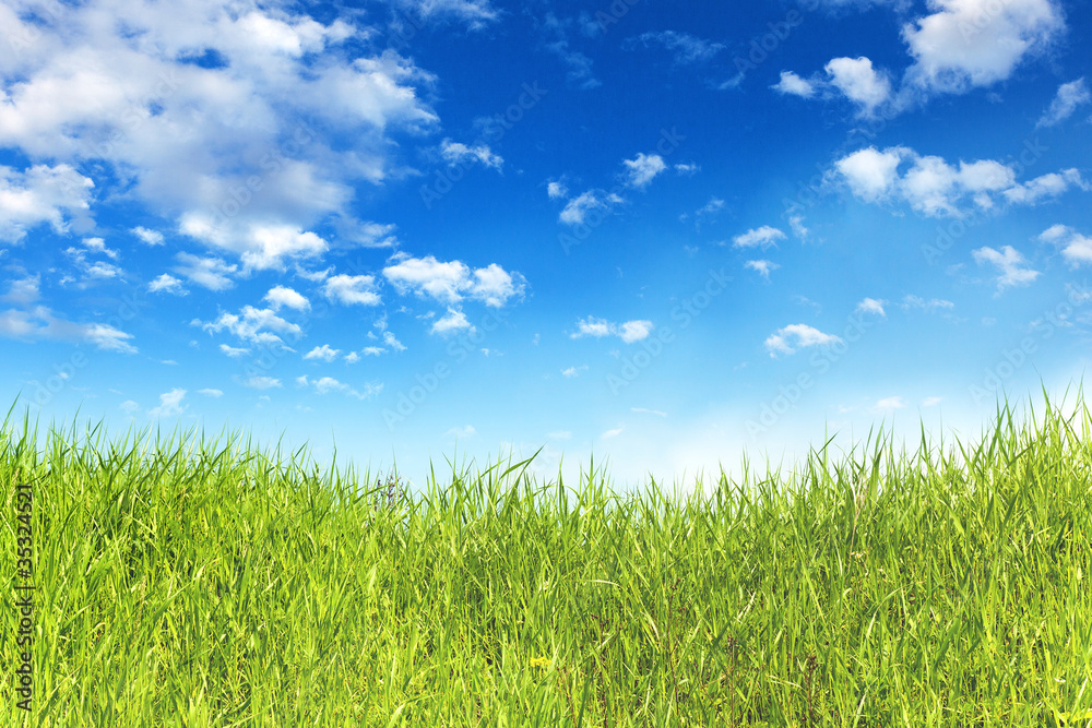 green grass with blue sky