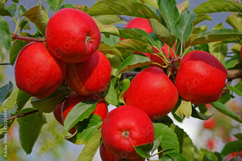 Rote Äpfel