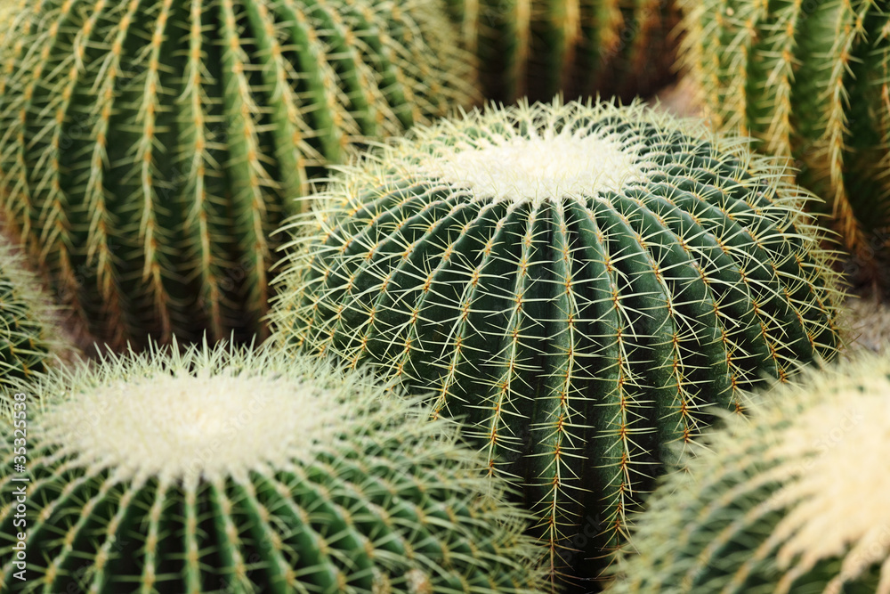 cactus cactus