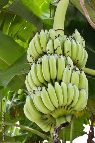 Green bananas on a tree