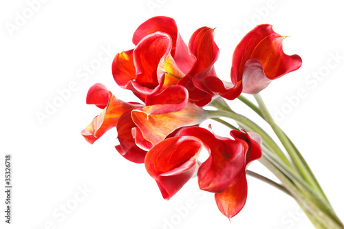 Fototapeta Naklejka Na Ścianę i Meble -  beautiful flowers