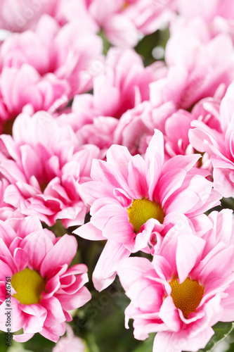 Chrysanthemum Flowers