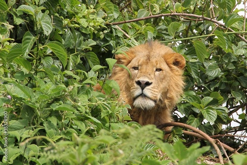 Male lion in canopy  Ngorongoro  Tanzania