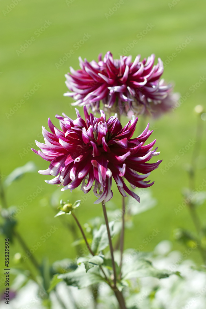 Obraz premium Dahlia