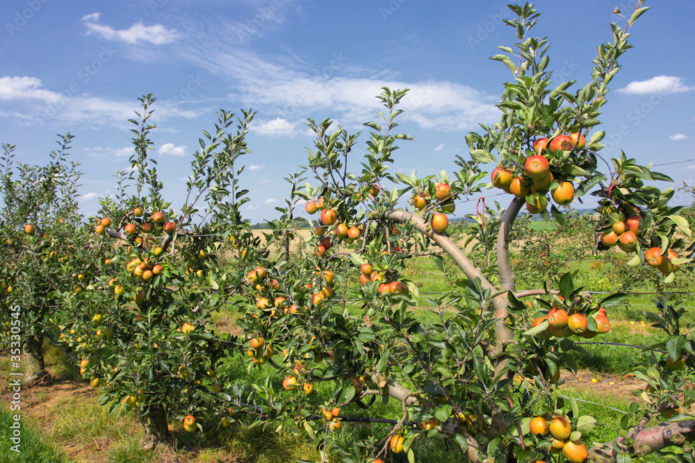 apple trees loaded with apples in an orchard in summer