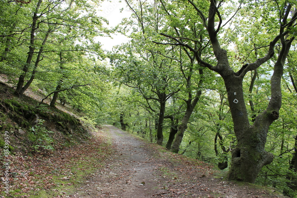 Der Urwaldsteig im Nationalpark Kellerwald Der Urwaldsteig im Nationalpark Kellerwald