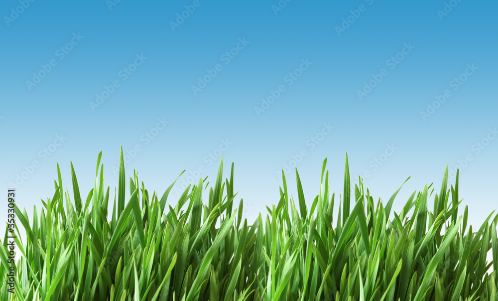 Green grass against blue sky